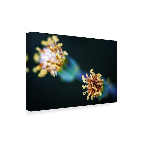 Pixie Pics 'Macro Flower Heads' Canvas Art,12x19